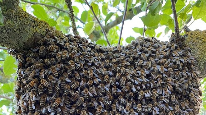 Honey Bee Swarming Mechanics