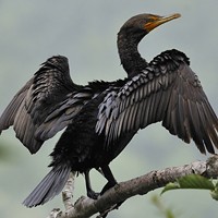 Humboldt Bay's most common cormorant is the double-crested, shown in this fine photograph by Leslie Scopes Anderson, used with permission.