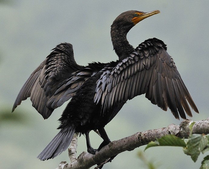 Humboldt Bay's most common cormorant is the double-crested, shown in this fine photograph by Leslie Scopes Anderson, used with permission. - LESLIE SCOPES ANDERSON