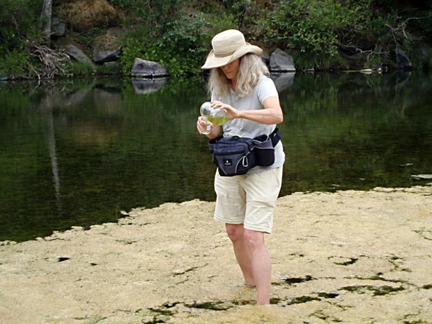 Humboldt County Environmental Health Division Water   Program Coordinator Harriet Hill collects samples from the site of a   recent dog death on the South Fork Eel River near Phillipsville. Phot submitted by Humboldt County Environmental Health Division.