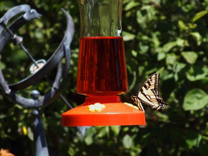 Stopping for a sip at a hummingbird feeder. - ANTHONY WESTKAMPER