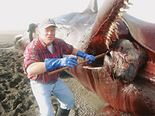 Jeff Jacobsen carves the stranded sperm whale on petrolia's mattole beach. Photo by Jenoa Briar-Bonpane