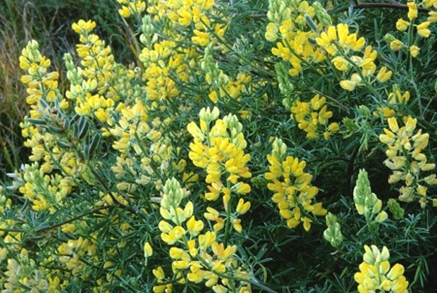 yellow-bush-lupine-usfws-photo.jpg