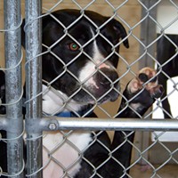 Lola, a friendly and outgoing spayed pit bull mix, has been at the shelter since Aug. 17. She's 1 year and 1 month old.