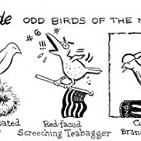 Mielke's Field Guide: Odd Birds Of The North Coast