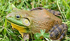 What's The Problem With Bullfrogs?
