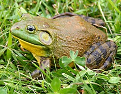 North American bullfrog. Photo by Carl D. Howe