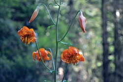 PHOTO BY KEN MALCOMSON - Orange lilies bloom near Prairie Creek.