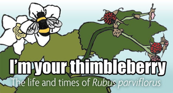 I'm your thimbleberry: The life and times of Rubus parviflorus