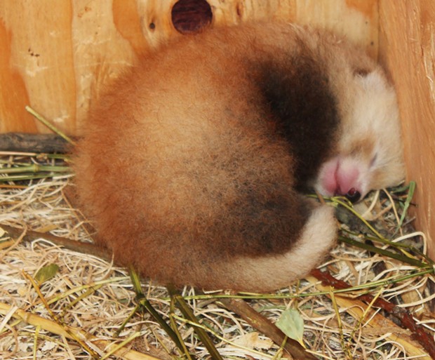 Photo of the red panda cub, taken a few weeks ago, at 10 days old. - PROVIDED BY NICOLE SPENCER