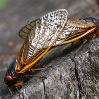 Prime Number Cicadas