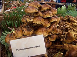 Purty mushrooms. Photo by Heidi Walters