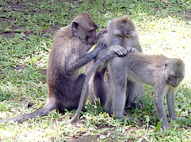 Reciprocal altruism in action: macaques grooming each other in Bali. (Photo by Rhett A. Butler © mongabay.com, used with permission.)