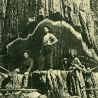Redwood Fallers