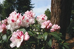 PHOTO COURTESY OF SINGING TREE GARDENS - Rhododendrons at the Newitz garden in Arcata.