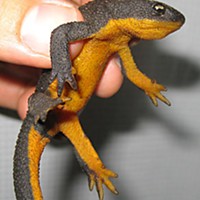 Rough-skinned newt.