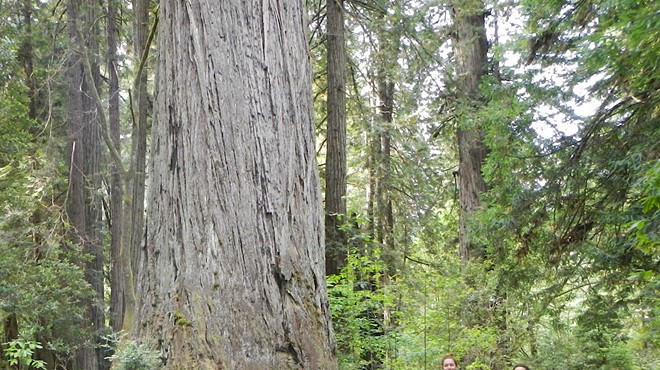 Run in the Redwoods (Virtual) 5k
