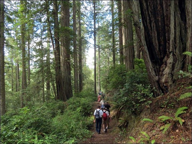Salmon Pass Hiking Tour Walking Through Redwoods