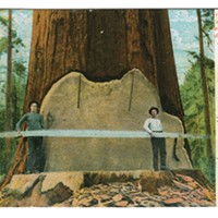 Sawmen with Big Tree. This card is from a time when only addresses were allowed on back of card. The 1907 postal rule change enabling “divided back” cards and writing on back, ushered in the Golden Age of Postcards.
