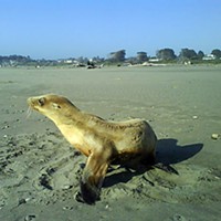 Sea lion yearling at Mad River Beach. Photo by Ken Malcomson.