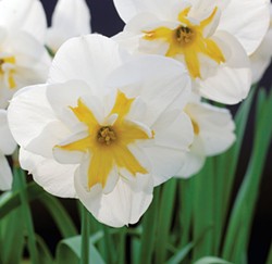 Split corona Daffodil. Longfield Gardens.