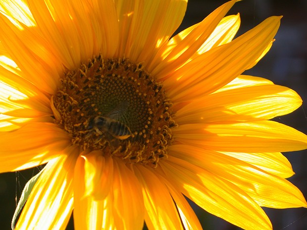 Sunflower - PHOTO BY BOB DORAN