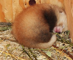 The baby red panda at 10 days old. - PROVIDED BY SEQUOIA PARK ZOO
