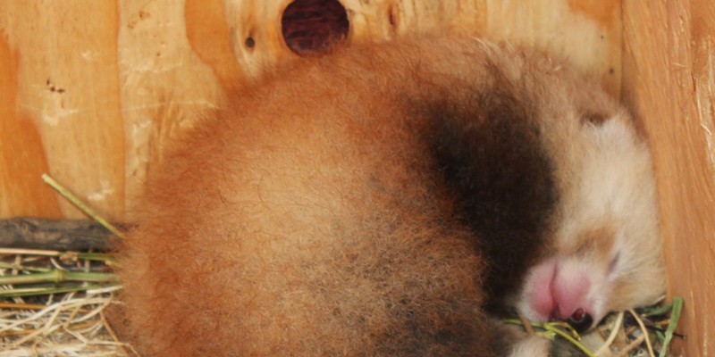 The baby red panda at 10 days old.