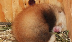 Win a Chance to Name the Baby Red Panda
