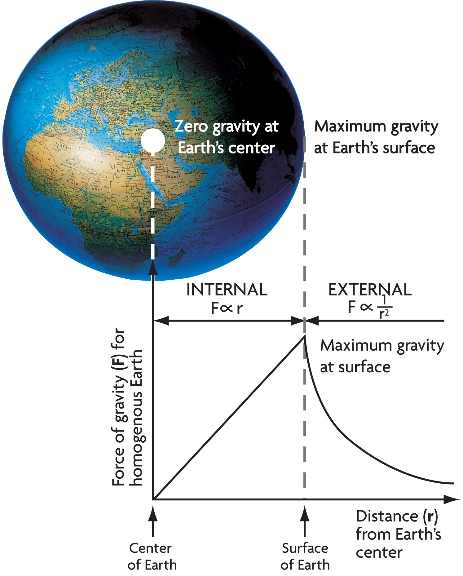The force of gravity, and hence your weight, increases linearly (falsely assuming uniform density) from zero at Earth's center to maximum at the surface, then decreases according to the inverse square law.