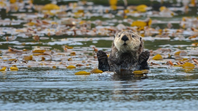 The Path to Sea Otter Reintroduction in Oregon