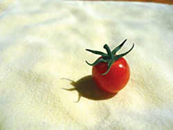 The straw bale tomato. Photo by Amy Stewart.