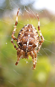 The ubiquitous cross spider. Photo by Peter Haggard.