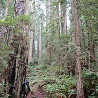 Headwaters: The Redwoods in our Backyard