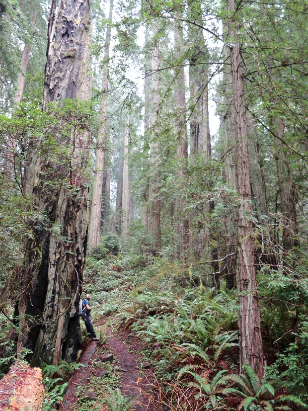 This loop trail through a virgin redwood grove starts at the Elk River Road parking lot.