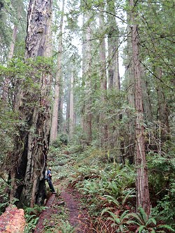 PHOTO BY BARRY EVANS - This loop trail through a virgin redwood grove starts at the Elk River Road parking lot.