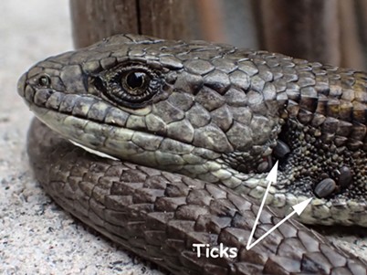 Ticks on an alligator lizard. - ANTHONY WESTKAMPER
