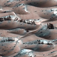 Trees on Mars