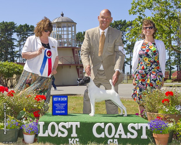 Absolutely Talk of the Town captions herself. - PHOTO BY WARREN COOK, COURTESY OF LOST COAST KENNEL CLUB