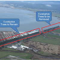 County Staff: Eucalyptus Removal a Must for Bay Trail