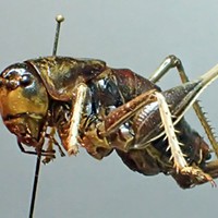 Throwback Crickets and Darkling Beetles