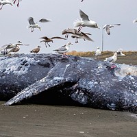 The Gray Whale Die-off