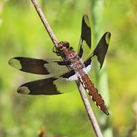 Dragonflies, Daubers and Friendly Moths