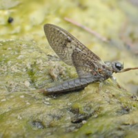 HumBug: Mayflies on the Van Duzen