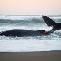 Update: Whale Euthanized
