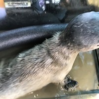 'Kevin' the Baby Seal Has a Name and New Home, For Now