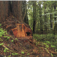 Burl Thieves Strike Humboldt Redwoods State Park