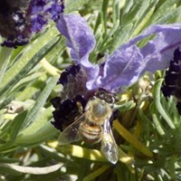 California Poised to Restrict Bee-killing Pesticides