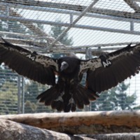 Condor Release Attempt Set for Monday