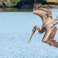 Brown Pelican Season